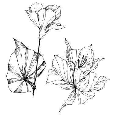 Vektör Tropikal çiçekler ve izole yaprakları. Siyah ve beyaz oyulmuş mürekkep sanatı. İzole bitki illüstrasyon elemanı.