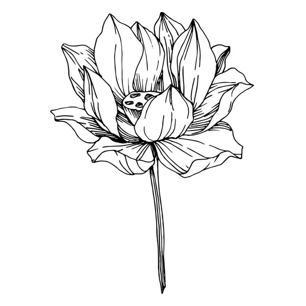 Vector Lotus flores botánicas florales. Tinta grabada en blanco y negro. Elemento de ilustración de loto aislado . — Vector de stock