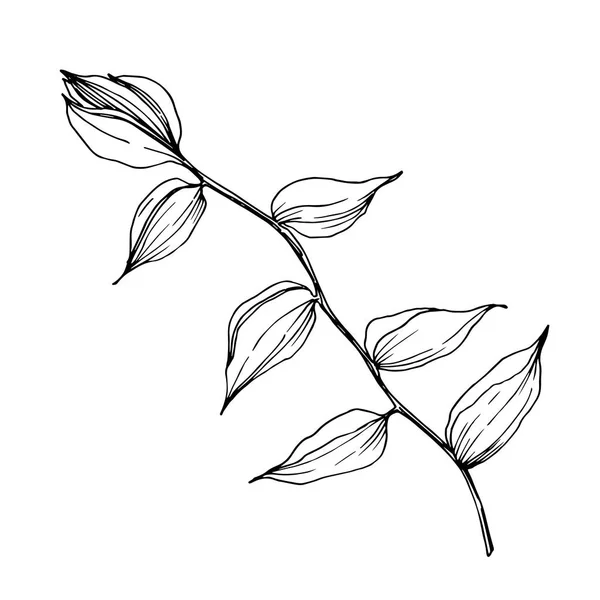 Vector Flores tropicales y hojas aisladas. Tinta grabada en blanco y negro. Elemento de ilustración de plantas aisladas . — Vector de stock
