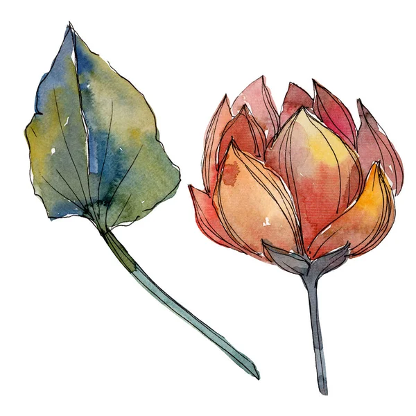 Lotus flores botânicas florais. Conjunto de ilustração de fundo aquarela. Elemento de ilustração de lótus isolado . — Fotografia de Stock