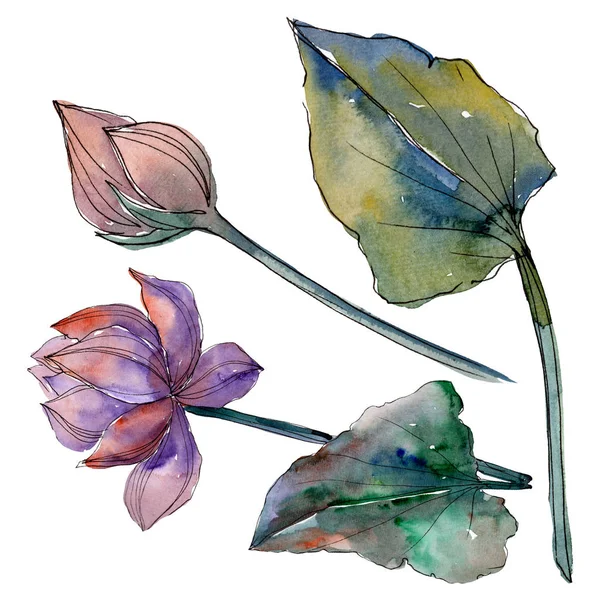 Цветки цветка лотоса. Набор акварельных фонов. Изолированный элемент иллюстрации лотоса . — стоковое фото