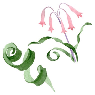 Albuca canadensis çiçek botanik çiçekler. Suluboya arka plan seti. İzole albuca illüstrasyon elemanı.