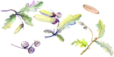 Orman meşe palamudu yeşil yaprak ve fındık. Suluboya arka plan illüstrasyon seti. Yalıtılmış meşe illüstrasyon elemanı.