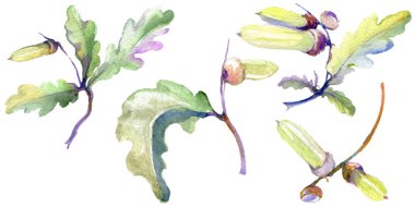 Orman meşe palamudu yeşil yaprak ve fındık. Suluboya arka plan illüstrasyon seti. Yalıtılmış meşe illüstrasyon elemanı.