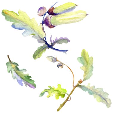 Orman meşe palamudu yeşil yaprak ve fındık. Suluboya arka plan illüstrasyon seti. Yalıtılmış meşe illüstrasyon elemanı.