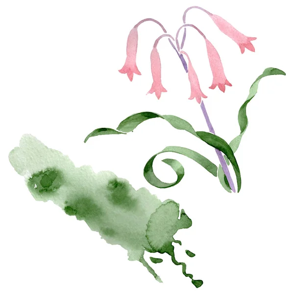 Albuca canadensis floral botanical flowers. Watercolor background set. Isolated albuca illustration element. — Stock Photo, Image