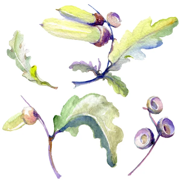 Orman meşe palamudu yeşil yaprak ve fındık. Suluboya arka plan illüstrasyon seti. Yalıtılmış meşe illüstrasyon elemanı.