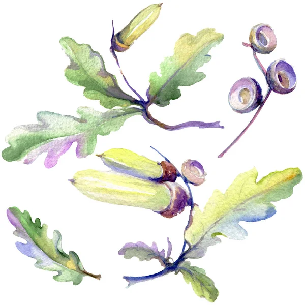 Feuille verte de glands de forêt et noix. Ensemble d'illustration de fond aquarelle. Elément d'illustration en chêne isolé . — Photo