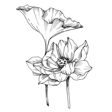 Vektör Lotus çiçek botanik çiçekler. Siyah ve beyaz oyulmuş mürekkep sanatı. İzole lotus illüstrasyon elemanı.