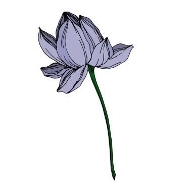 Vektör Lotus çiçek botanik çiçekler. Siyah ve beyaz oyulmuş mürekkep sanatı. İzole lotus illüstrasyon elemanı.