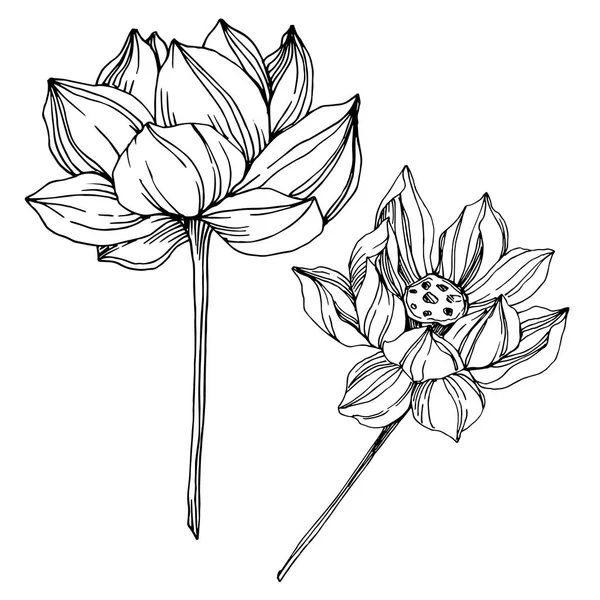 Floral βοτανική λουλούδια του διάνυσμα Lotus. Μαύρο και άσπρο χαραγμένο μελάνι τέχνης. Μεμονωμένο στοιχείο απεικόνισης Lotus. — Διανυσματικό Αρχείο