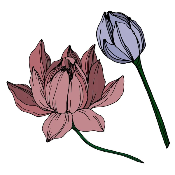 Vector Lotus flores botánicas florales. Tinta grabada en blanco y negro. Elemento de ilustración de loto aislado . — Vector de stock