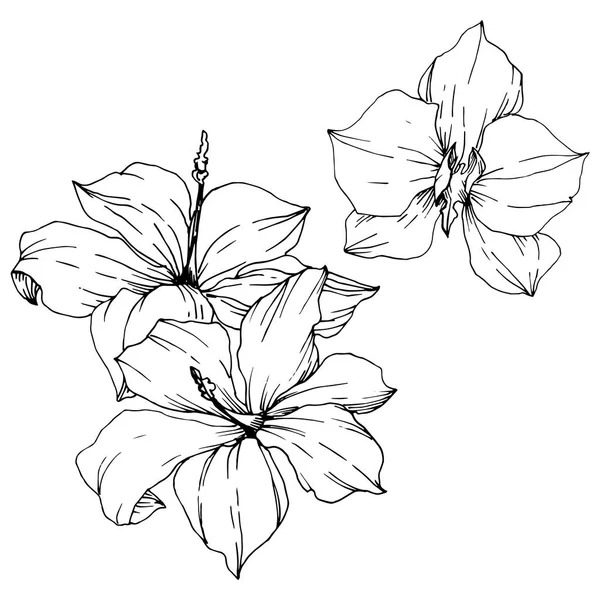 Vector Flores tropicales y hojas aisladas. Tinta grabada en blanco y negro. Elemento de ilustración de plantas aisladas . — Vector de stock