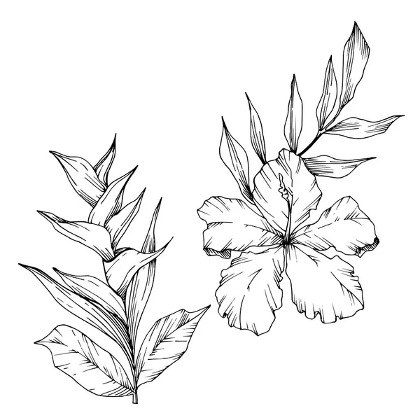 Векторные тропические цветы и листья изолированы. Черно-белый рисунок чернил. Изолированный элемент иллюстрации растений . — стоковый вектор