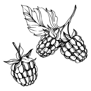 Vektör Ahududu sağlıklı gıda taze berry izole eleman. Siyah beyaz oyulmuş mürekkep sanatı.