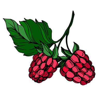 Vektör Ahududu sağlıklı gıda taze berry izole eleman. Siyah beyaz oyulmuş mürekkep sanatı.