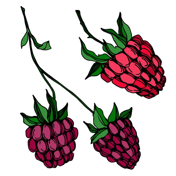 Vektor Raspberry makanan sehat berry elemen terisolasi segar. Seni tinta yang diukir hitam dan putih . - Stok Vektor