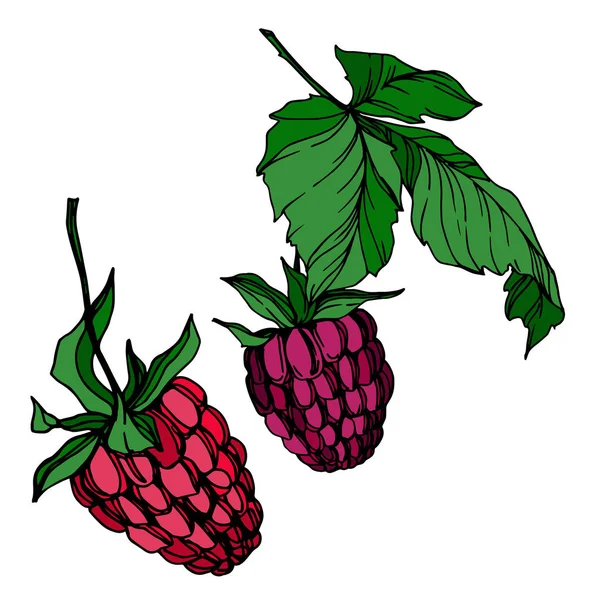 Vektor Raspberry makanan sehat berry elemen terisolasi segar. Seni tinta yang diukir hitam dan putih . - Stok Vektor