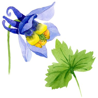 Mavi sarı brugmansia çiçek botanik çiçekler. Suluboya arka plan seti. İzole brugmansia illüstrasyon elemanı.