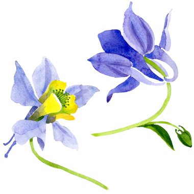 Mavi sarı brugmansia çiçek botanik çiçekler. Suluboya arka plan seti. İzole brugmansia illüstrasyon elemanı.