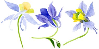 Mavi sarı brugmansia çiçek botanik çiçekler. Suluboya arka plan seti. İzole brugmansia illüstrasyon elemanı.