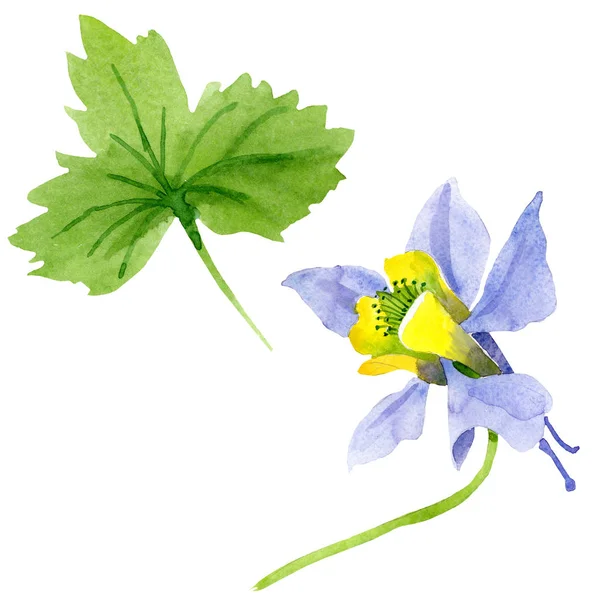 Mavi sarı brugmansia çiçek botanik çiçekler. Suluboya arka plan seti. İzole brugmansia illüstrasyon elemanı.