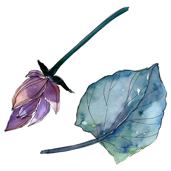 蓮の花の植物の花。●水彩背景イラストセット。孤立した蓮のイラスト要素. — ストック写真