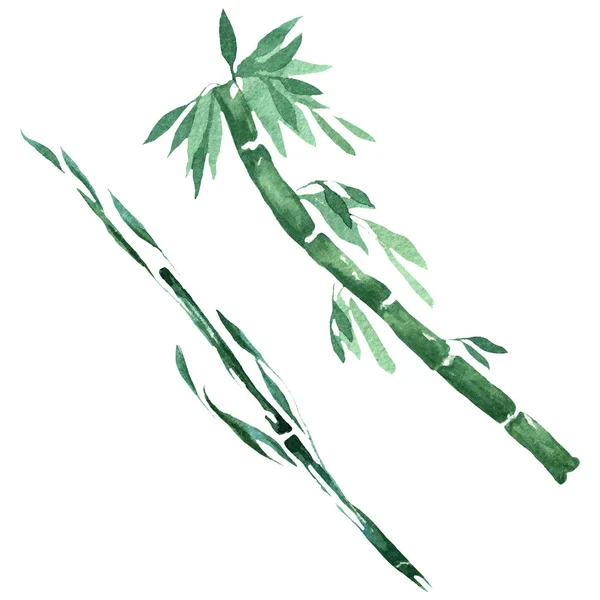 竹绿叶和茎。水彩背景插图集。隔离竹插图元件. — 图库照片