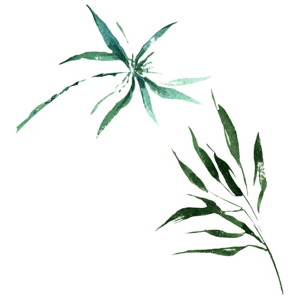Frunzele şi tulpinile verzi din bambus. Set de ilustrații de fundal acuarelă. Element de ilustrare izolat din bambus . — Fotografie, imagine de stoc