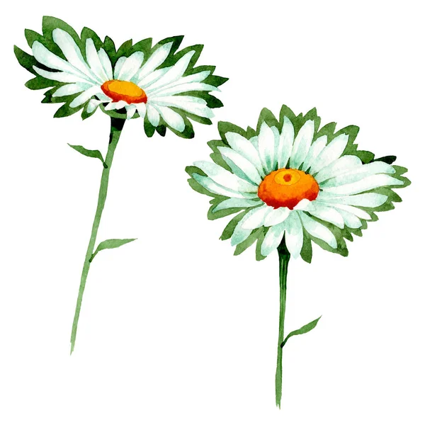 ดอกเดซี่สีขาว ดอกไม้พฤกษศาสตร์ ชุดภาพประกอบพื้นหลังสีน้ํา องค์ประกอบภาพของดอกเดซี่ที่แยกแยก . — ภาพถ่ายสต็อก