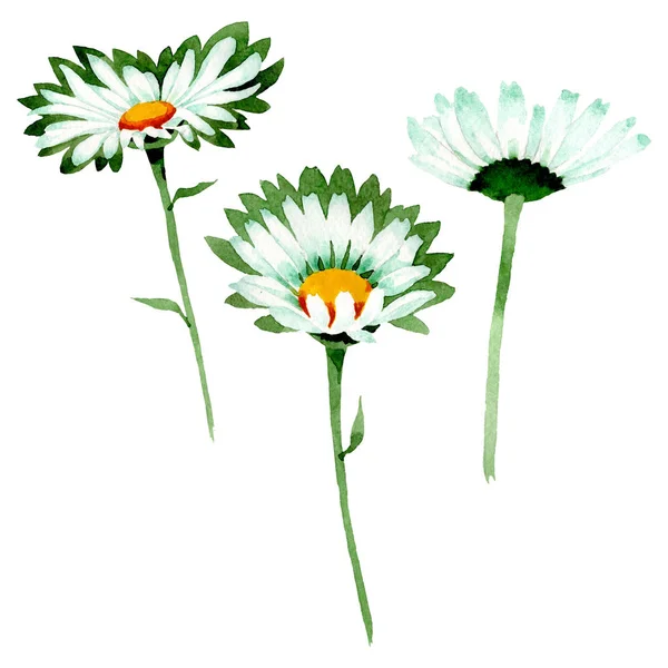 Beyaz papatya çiçek botanik çiçekler. Suluboya arka plan illüstrasyon seti. İzole papatyalar illüstrasyon elemanı. — Stok fotoğraf