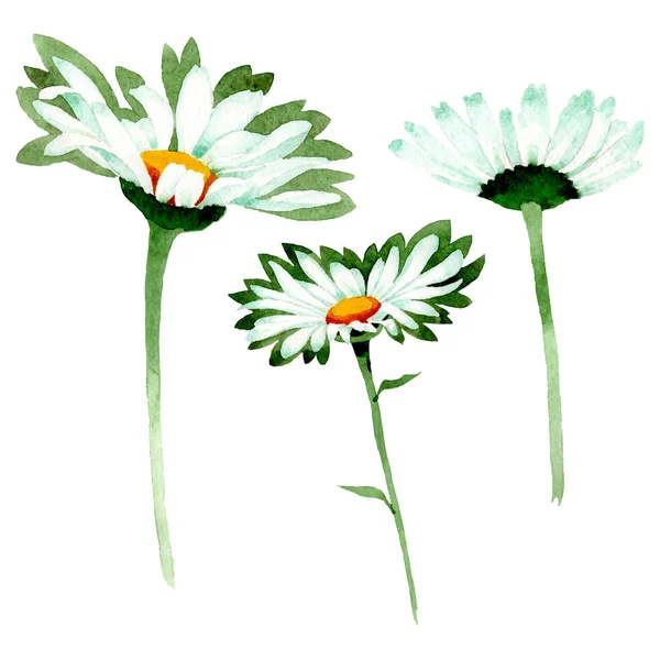 Weißes Gänseblümchen, botanische Blüten. Aquarell Hintergrundillustration Set. isolierte Gänseblümchen Illustrationselement. — Stockfoto