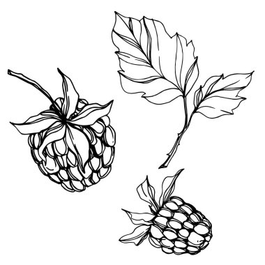 Vektör Ahududu sağlıklı gıda taze berry izole eleman. Siyah beyaz oyulmuş mürekkep sanatı.
