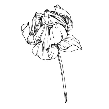 Vektör Lotus çiçek botanik çiçekler. Siyah ve beyaz oyulmuş mürekkep sanatı. İzole lotus illüstrasyon elemanı.