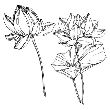 Vektör Lotus çiçek botanik çiçekler. Siyah ve beyaz oyulmuş mürekkep sanatı. İzole lotus illüstrasyon elemanı.