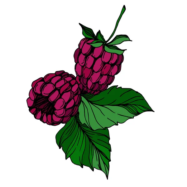 Векторная малина здоровой пищи свежая ягода изолированный элемент. Черно-белая гравировка . — стоковый вектор