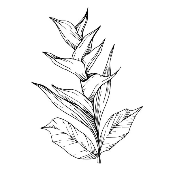 Vector tropikalne kwiaty i liście izolowane. Czarno-biała grawerowana sztuka atramentu. Element ilustracji roślinnych na białym tle. — Wektor stockowy