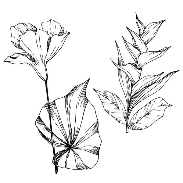 Vektör Tropikal çiçekler ve izole yaprakları. Siyah ve beyaz oyulmuş mürekkep sanatı. İzole bitki illüstrasyon elemanı.
