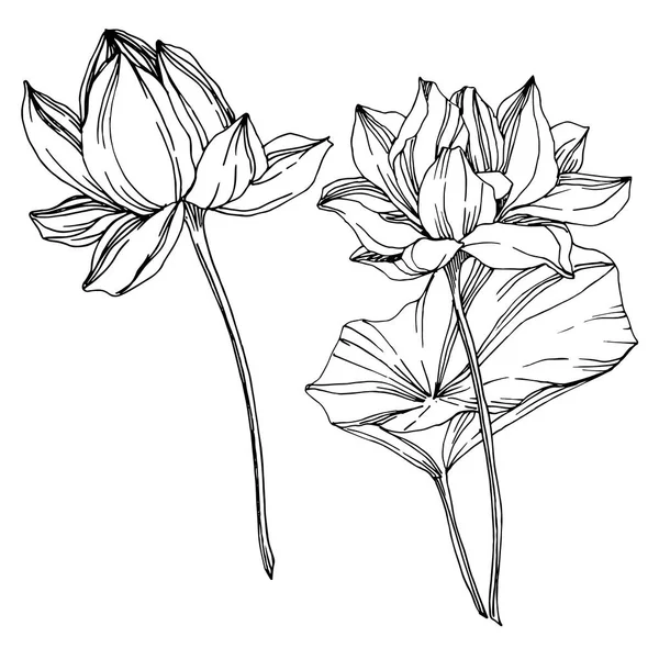 Fiori botanici floreali del Vettore Lotus. Inchiostro inciso in bianco e nero art. Elemento di illustrazione del loto isolato . — Vettoriale Stock