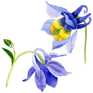 Mavi sarı brugmansia çiçek botanik çiçekler. Suluboya arka plan seti. İzole brugmansia illüstrasyon elemanı.