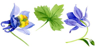 Mavi sarı brugmansia çiçek botanik çiçekler. Suluboya arka plan seti. İzole brugmansia illüstrasyon elemanı.