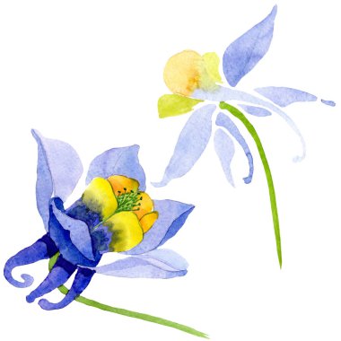 Mavi sarı brugmansia çiçek botanik çiçekler. Suluboya arka plan seti. İzole brugmansia illüstrasyon elemanı.