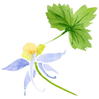 Mavi sarı brugmansia çiçek botanik çiçekler. Suluboya arka plan seti. İzole brugmansia illüstrasyon elemanı.