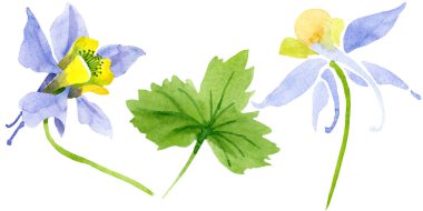 Mavi sarı brugmansia çiçek botanik çiçekler. Suluboya arka plan seti. İzole brugmansia illüstrasyon elemanı.