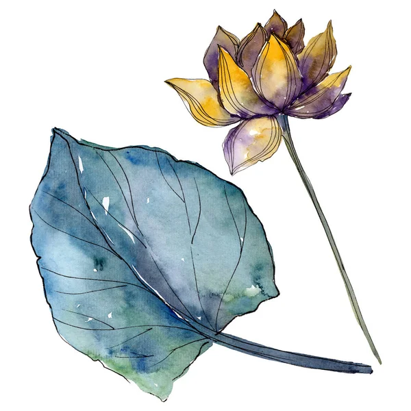 Lotus çiçek botanik çiçekler. Suluboya arka plan illüstrasyon seti. İzole lotus illüstrasyon elemanı.