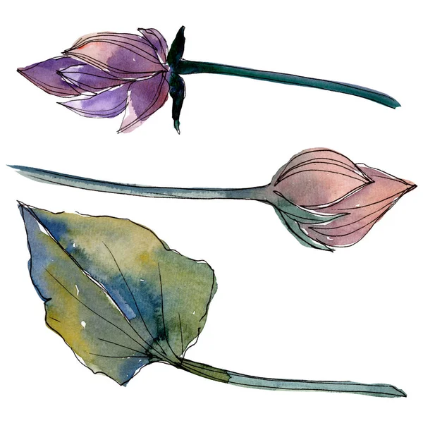 Lotus çiçek botanik çiçekler. Suluboya arka plan illüstrasyon seti. İzole lotus illüstrasyon elemanı.