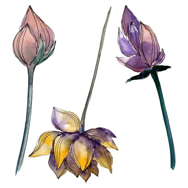 Lotus çiçek botanik çiçekler. Suluboya arka plan illüstrasyon seti. İzole lotus illüstrasyon elemanı.