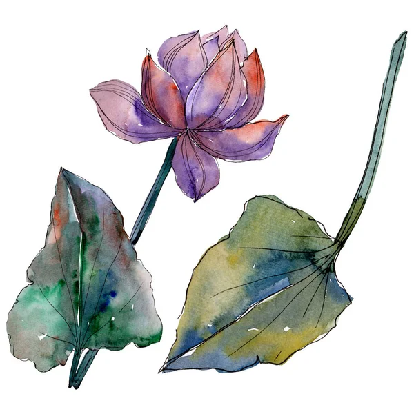 Lotus çiçek botanik çiçekler. Suluboya arka plan illüstrasyon seti. İzole lotus illüstrasyon elemanı.