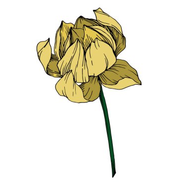 Vektör Lotus çiçek botanik çiçekler. Siyah ve beyaz oyulmuş mürekkep sanatı. İzole lotus illüstrasyon elemanı.