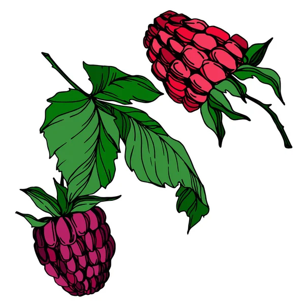 Vektor Raspberry makanan sehat berry elemen terisolasi segar. Seni tinta yang diukir hitam dan putih . - Stok Vektor